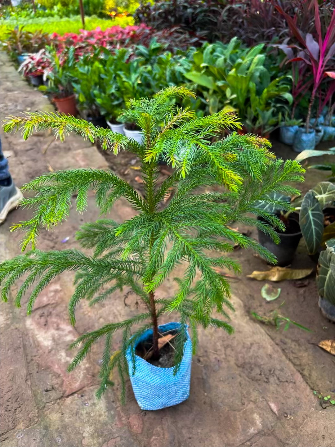 Norfolk Pine Plant