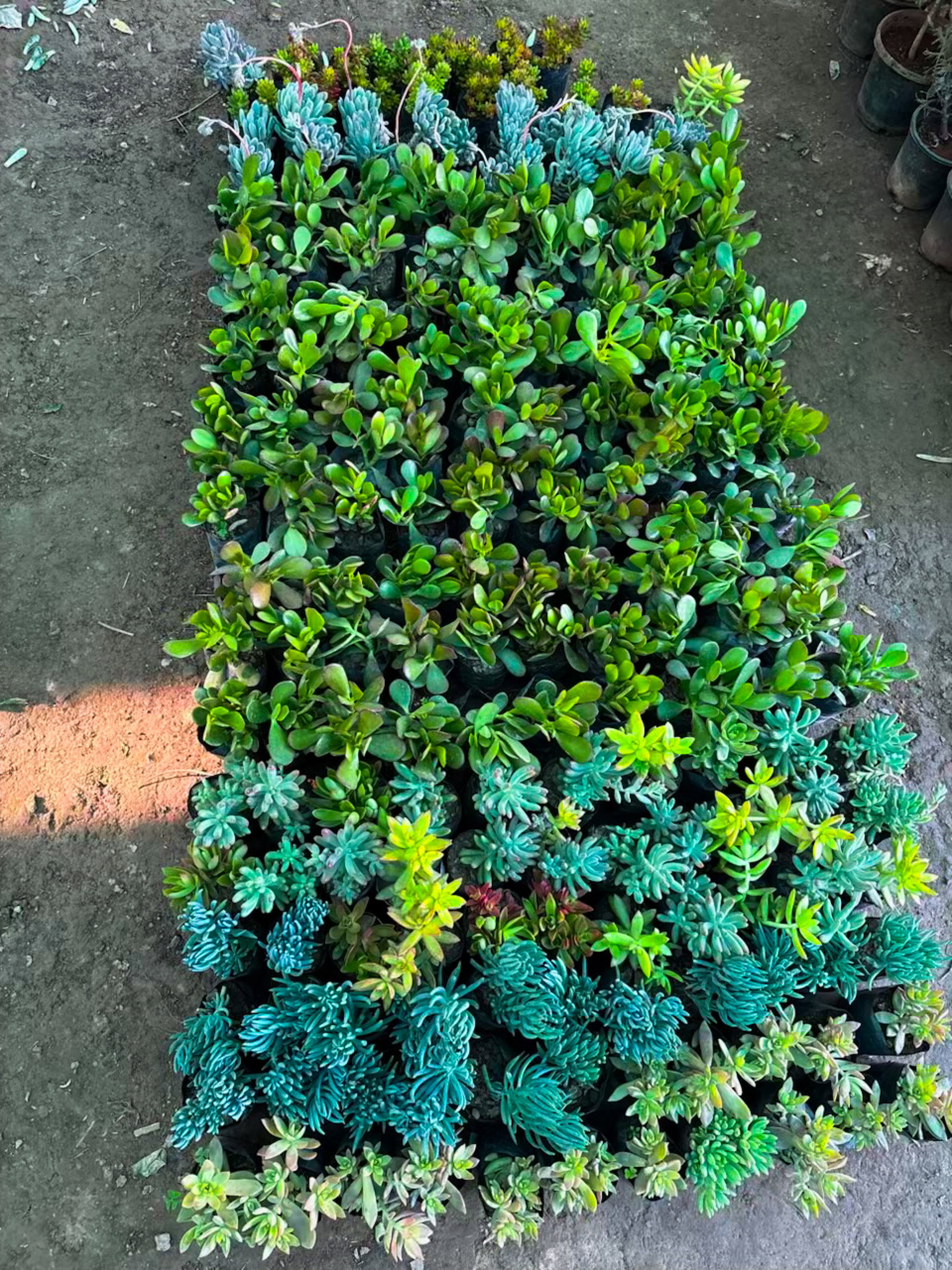 Succulents (any 2)_1