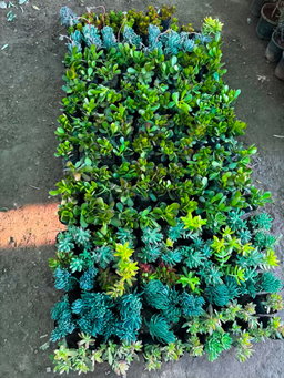 Succulents (any 2)