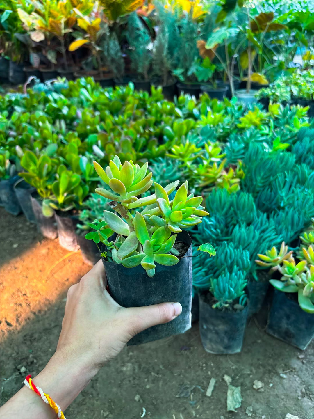 Succulents (any 2)