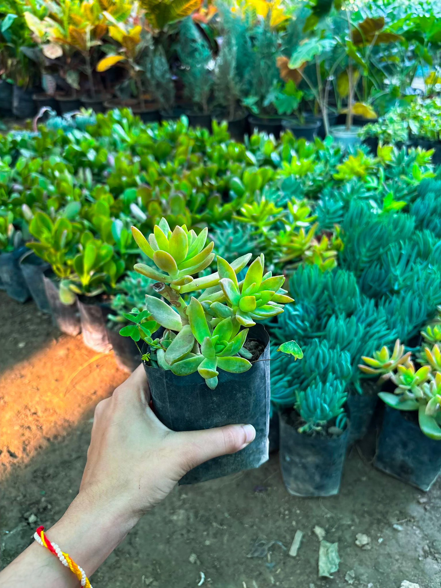 Succulents (any 2)_0