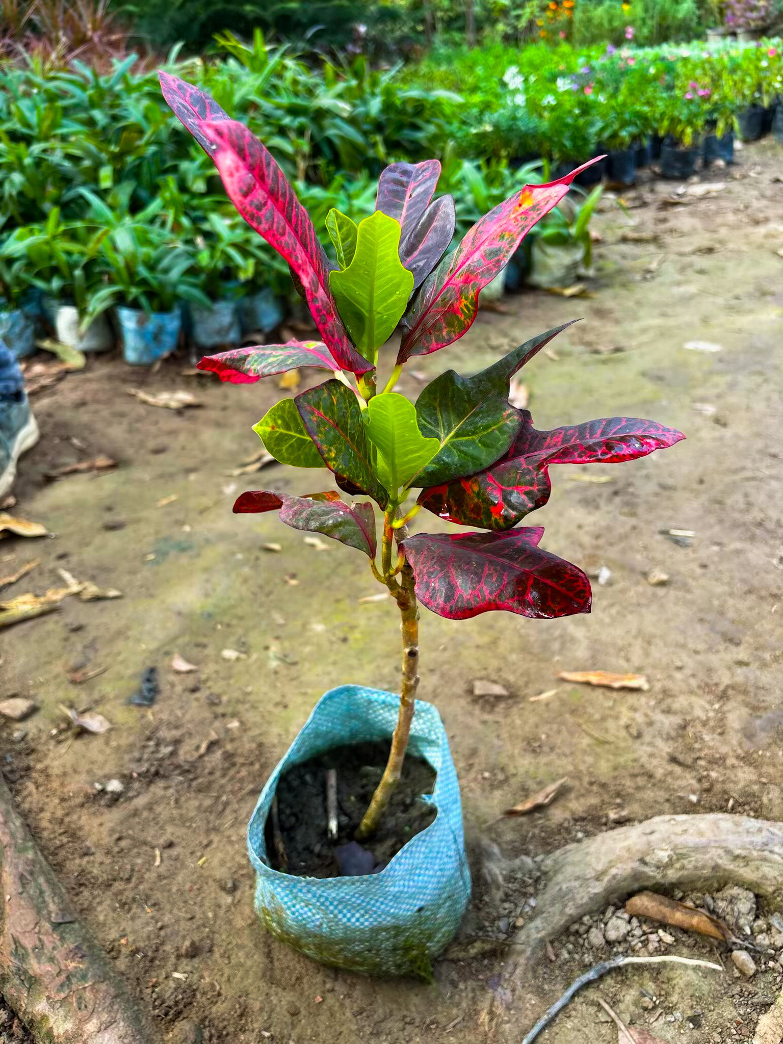 Bangalore Croton Plant_0
