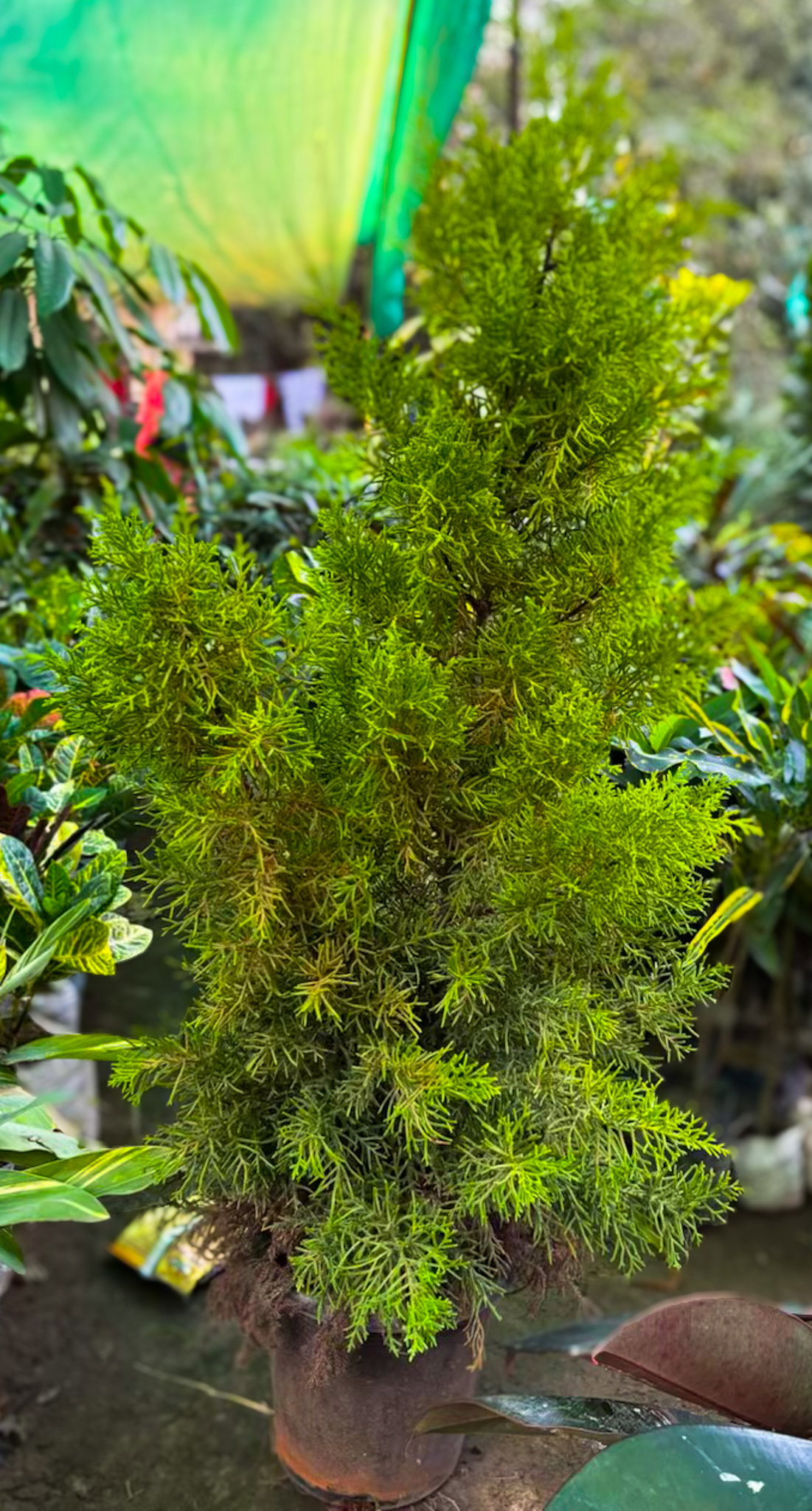 Thuja Plant - big_0