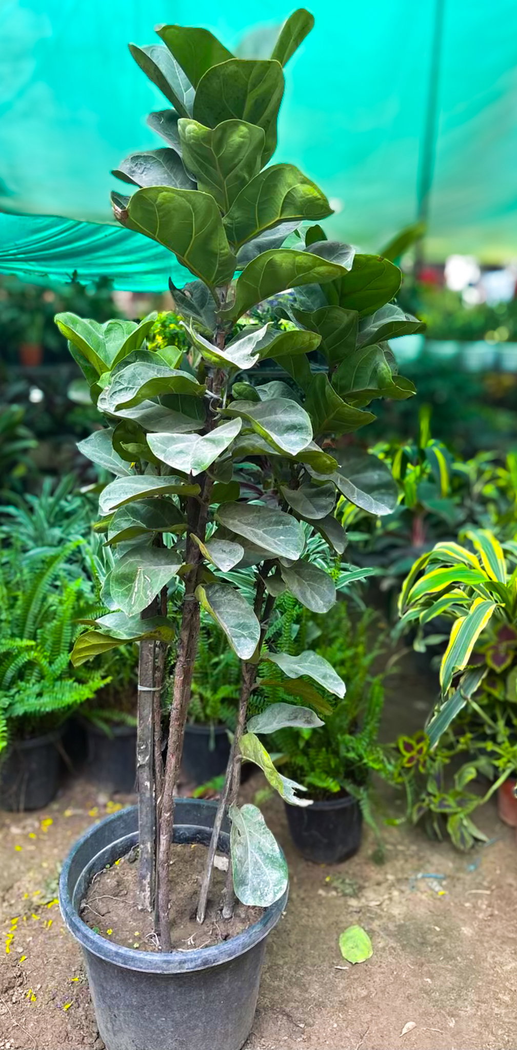 Fiddle Leaf Plant - XL