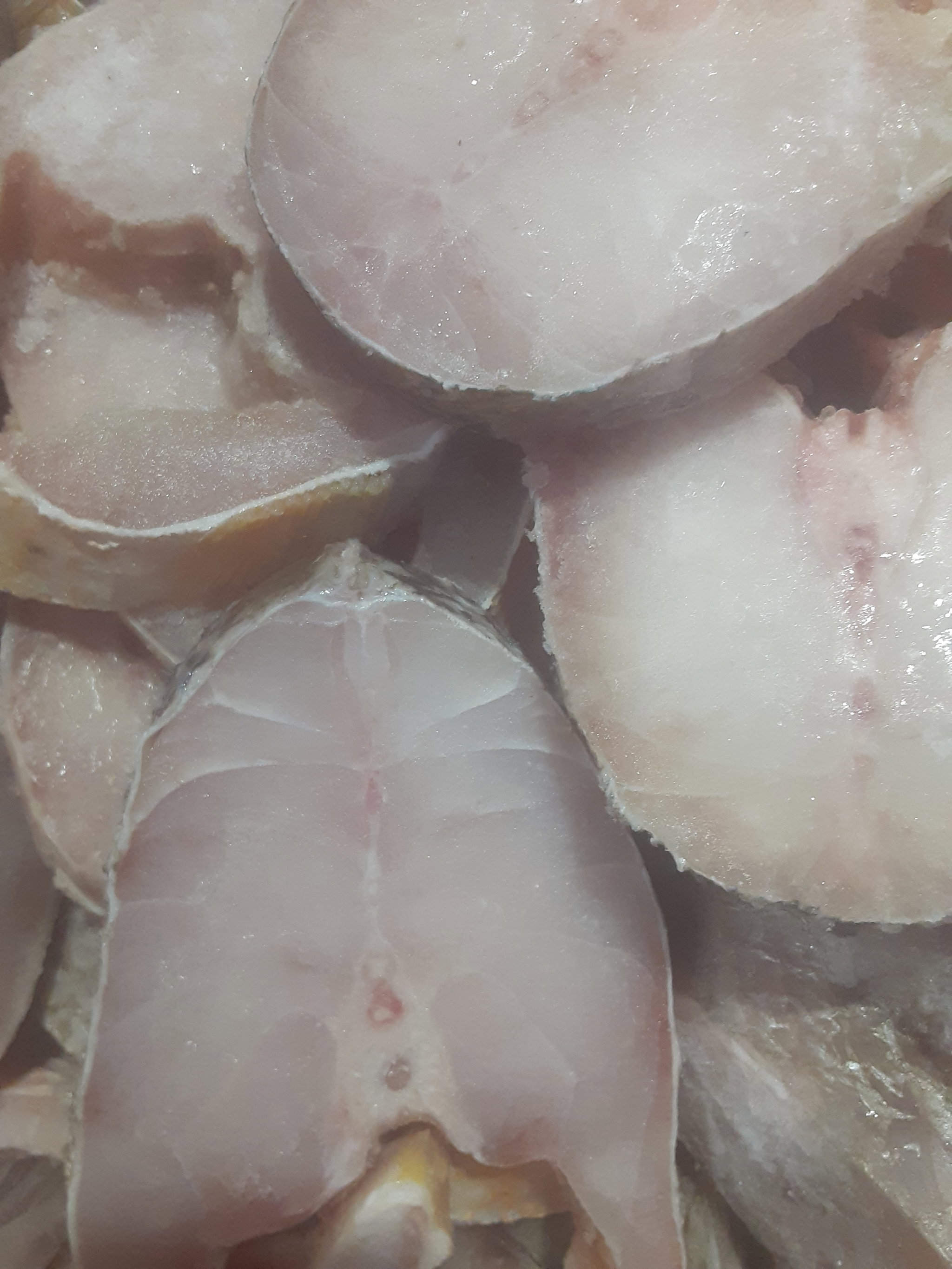 Grey Snapper Slice_1