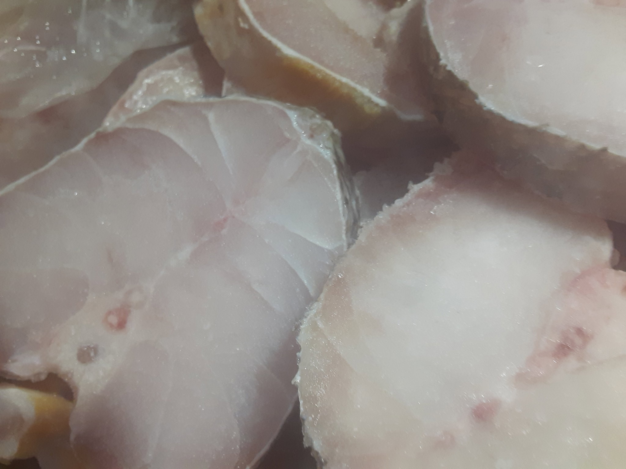 Grey Snapper Slice_0