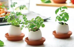 Best Seller - Trio Hatch A Plant