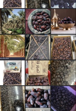 New arrive kurma wholsale 