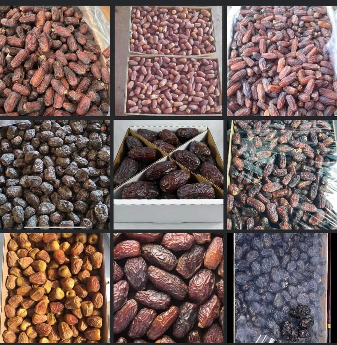 New arrive kurma wholsale _1