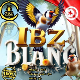 IBZ-blanc 