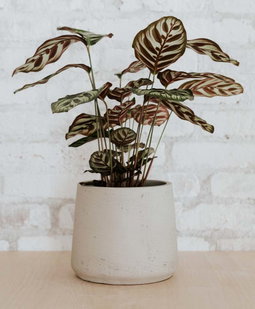 plants