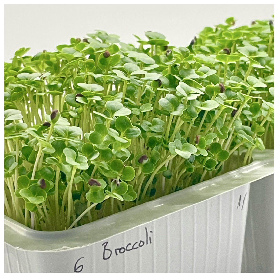 Broccoli Raab_0