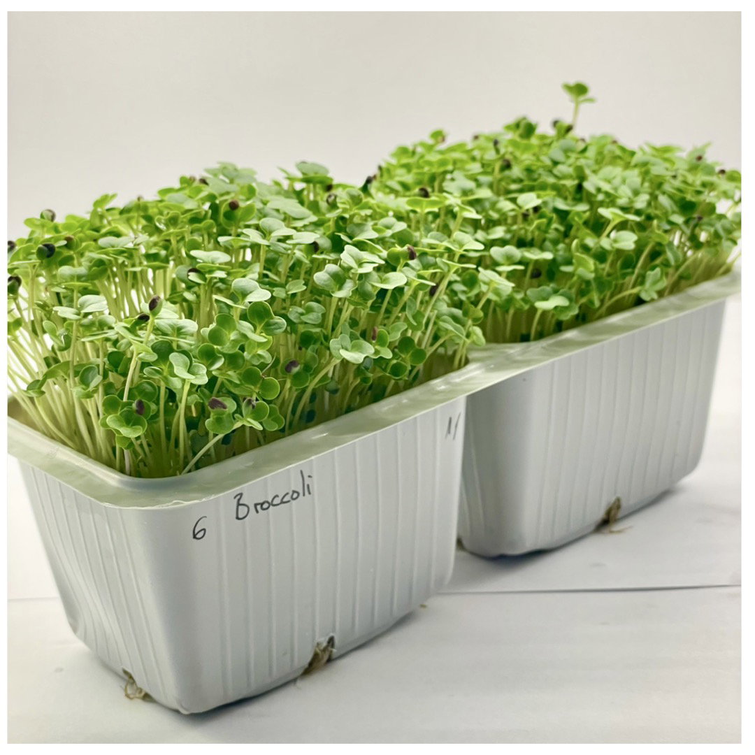 Broccoli Raab_1