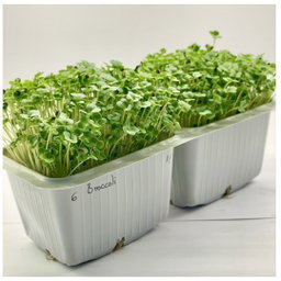 Broccoli Raab