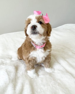 Sophie