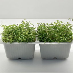 Parsley (Pătrunjel) 