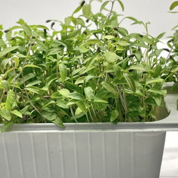 Parsley (Pătrunjel) 