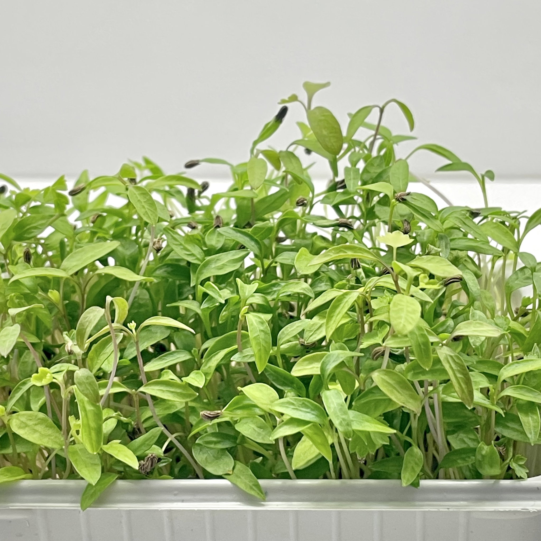 Parsley (Pătrunjel) _1