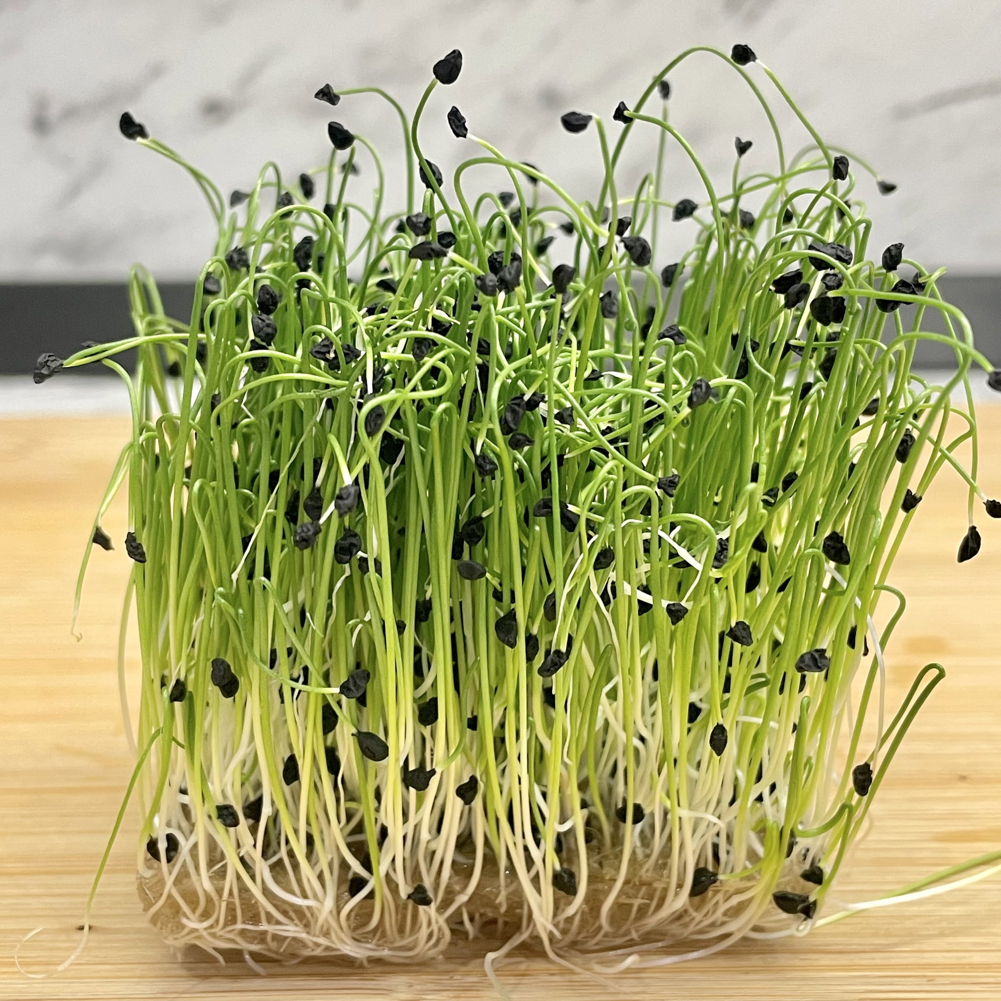 Chives (Ceapa Verde)_2