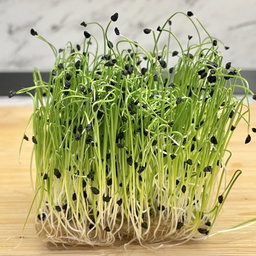Chives (Ceapa Verde)