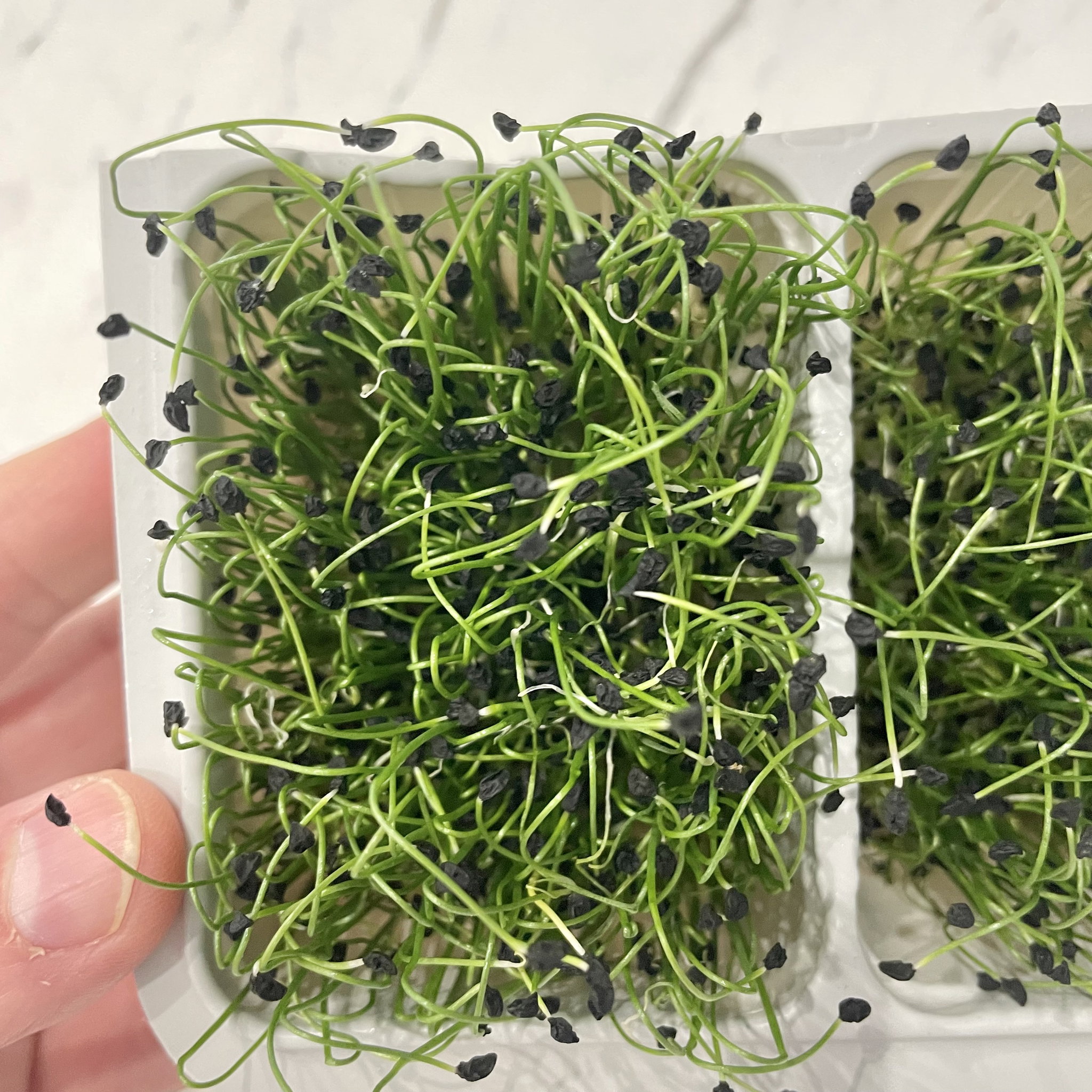 Chives (Ceapa Verde)_3