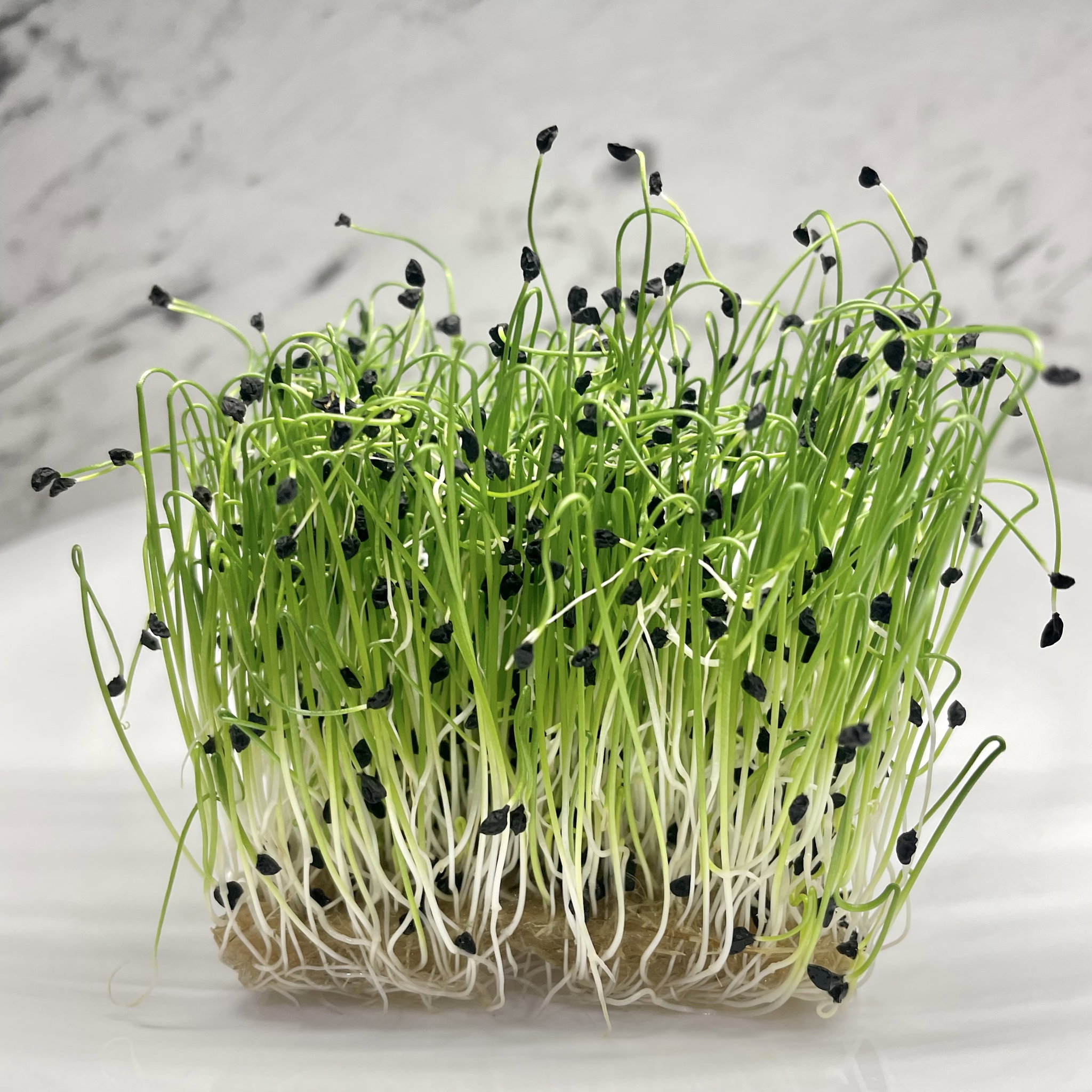 Chives (Ceapa Verde)_1