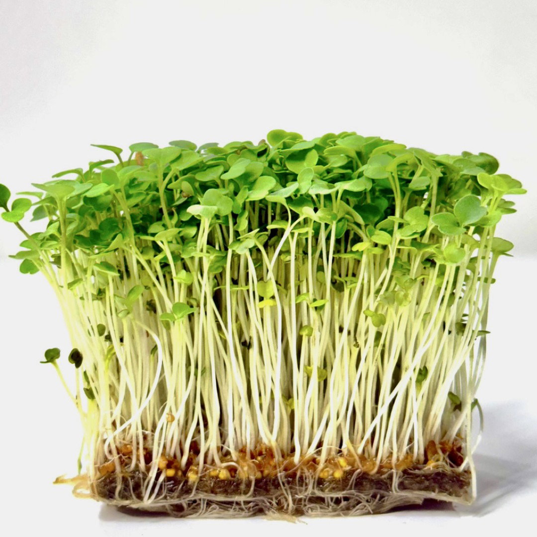 Rucola (Rocket) _2