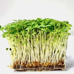 Rucola (Rocket) 