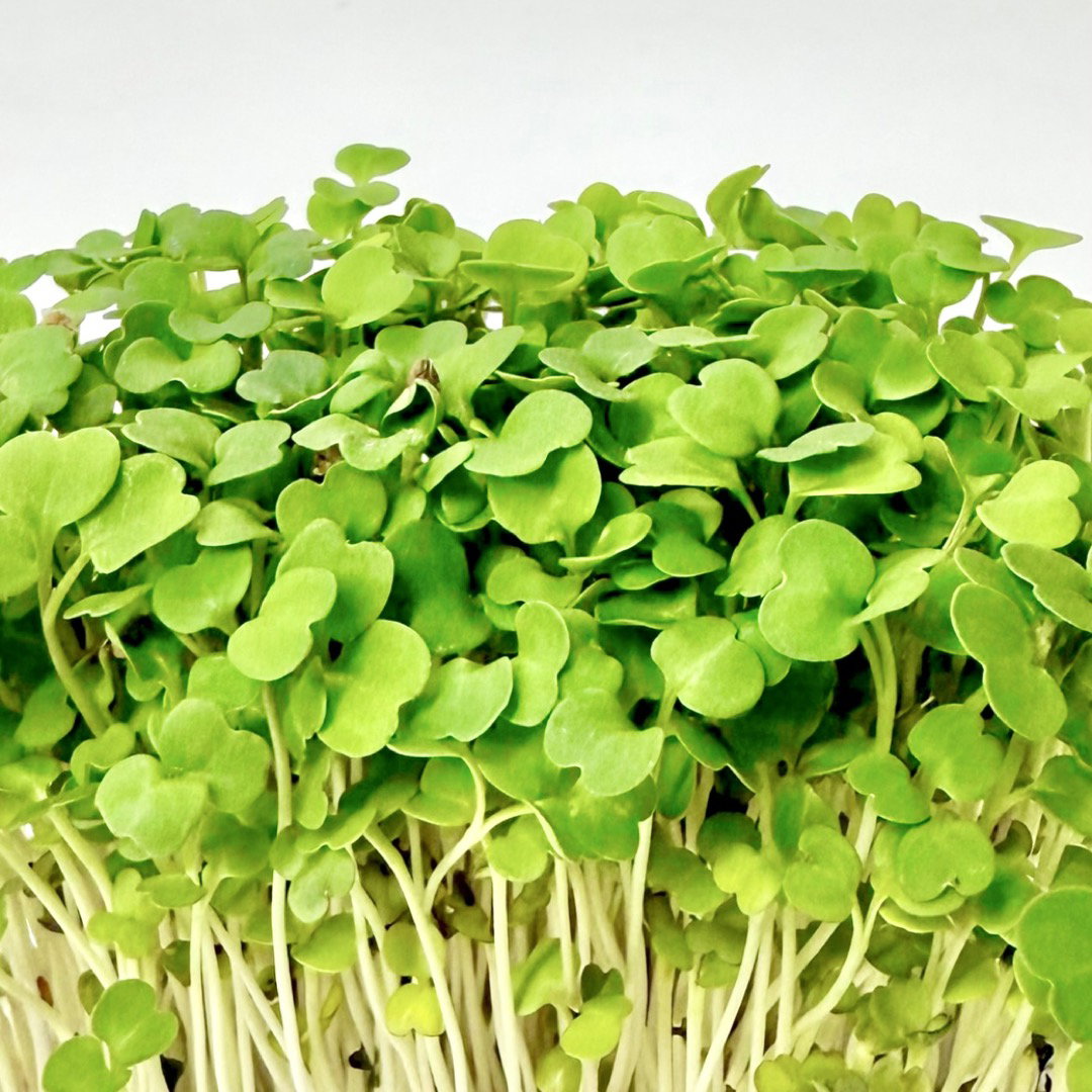 Rucola (Rocket) _1