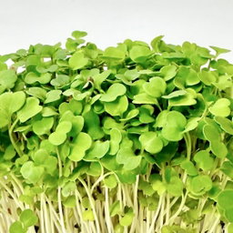 Rucola (Rocket) 