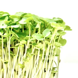 Rucola (Rocket) 