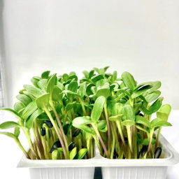 Floarea Soarelui 