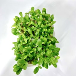 Floarea Soarelui 