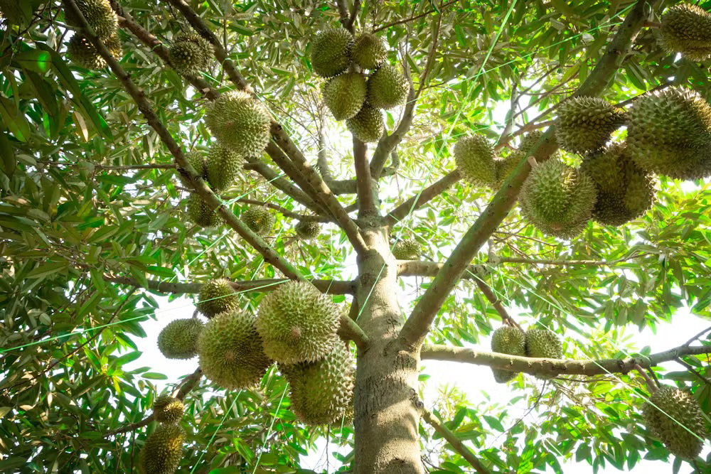 Old Tree Musang King Durian 400g_6