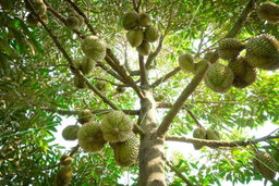 Old Tree Musang King Durian 400g