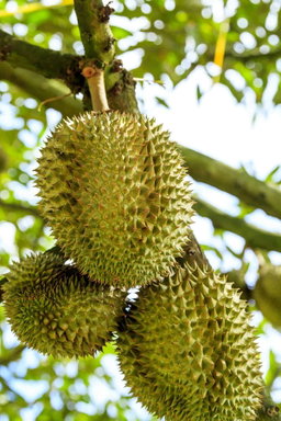 Old Tree Musang King Durian 400g