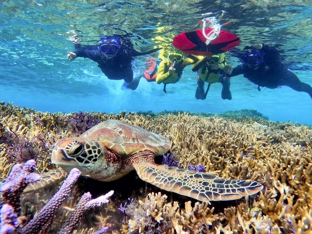 Turtle snorkeling