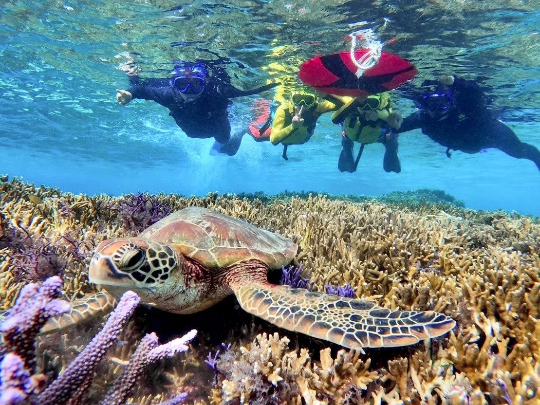 Turtle snorkeling_0