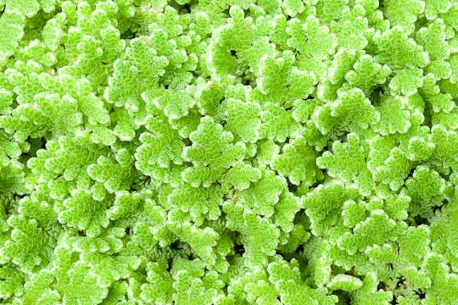 Azolla Organic Feed 2kg_1