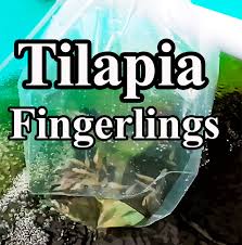 Tilapia Fingerlings 1kg (1000 pieces)_0