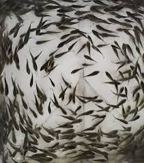 Tilapia Fingerlings 1kg (1000 pieces)_1