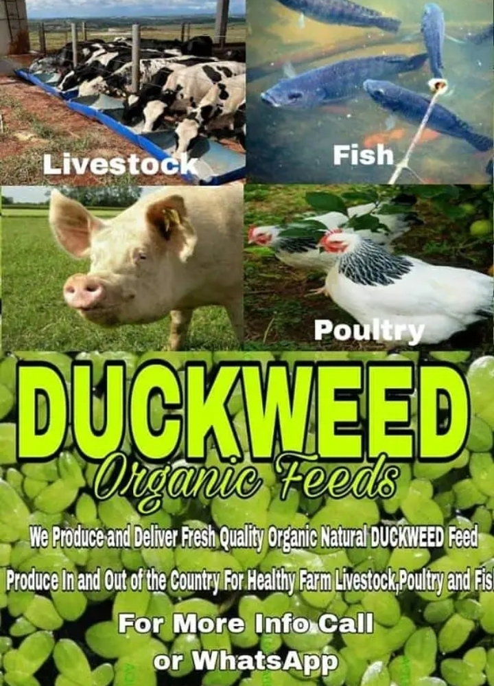 Duckweed Organic Feed 2kg