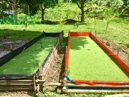 Azolla Organic Feed 2kg_0