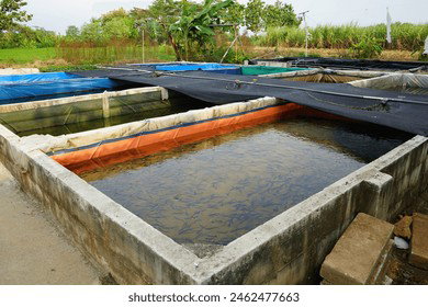 Tilapia Fish Farm Setups_0