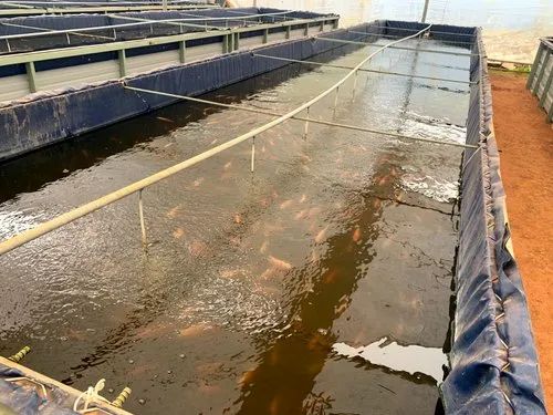 Tilapia Fish Farm Setups_1