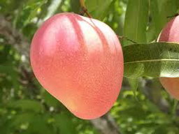 FRUTAS