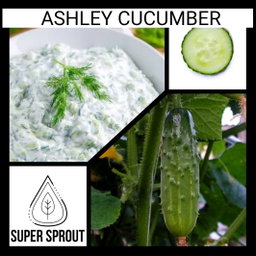 🥒ASHLEY CUCUMBER🥒 x 10 organic seeds