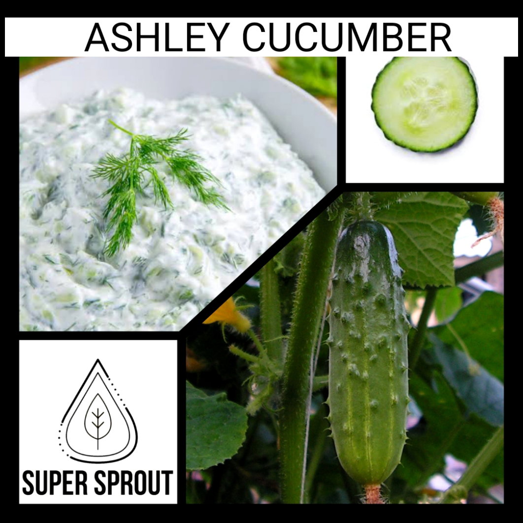 🥒ASHLEY CUCUMBER🥒 x 10 organic seeds _1