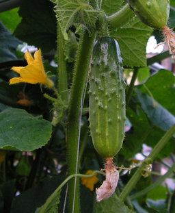 🥒ASHLEY CUCUMBER🥒 x 10 organic seeds