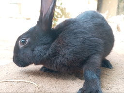 Lapin vivant moyen